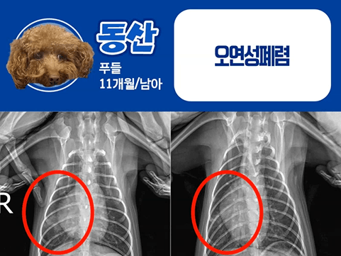 24시데이원동물의료센터 내과 치료케이스