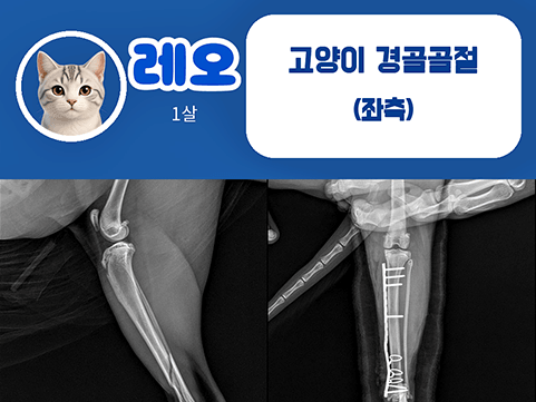 24시데이원동물의료센터 외과 치료케이스