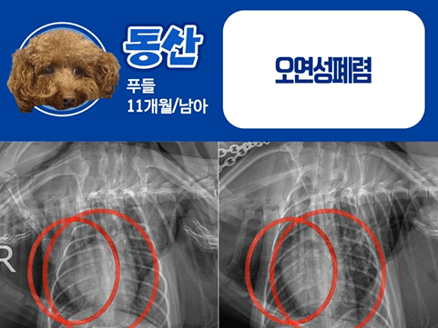 24시데이원동물의료센터 내과 치료케이스