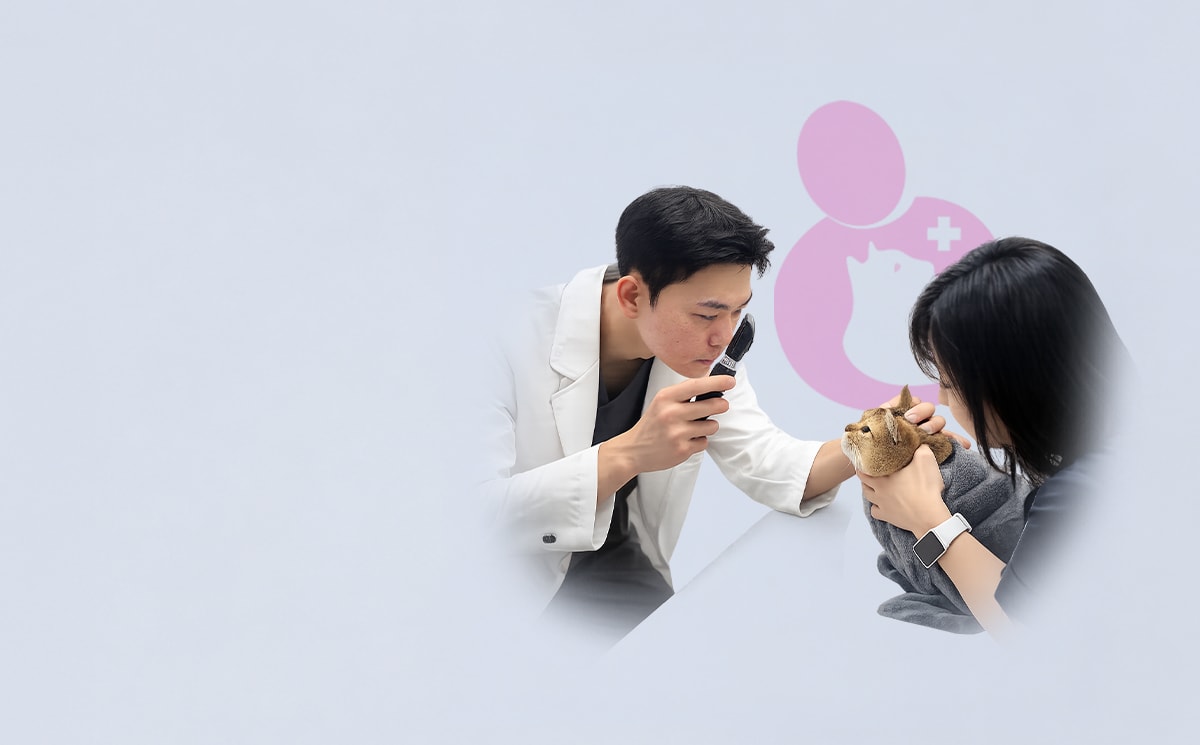 24시데이원동물의료센터 고양이 건강검진