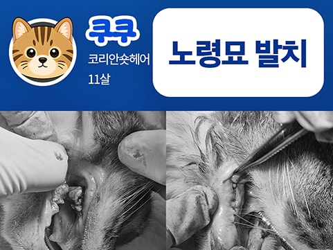 24시데이원동물의료센터 치과 치료케이스