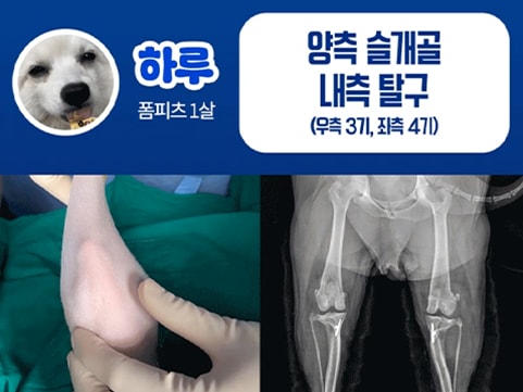 24시데이원동물의료센터 외과 치료케이스