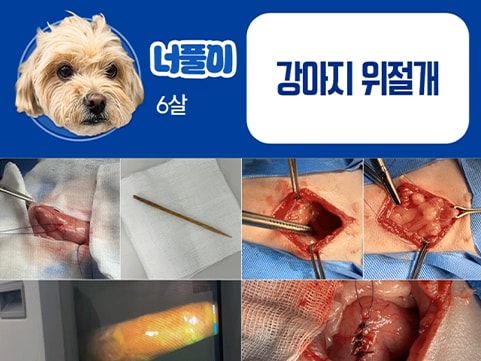 24시데이원동물의료센터 응급 치료케이스