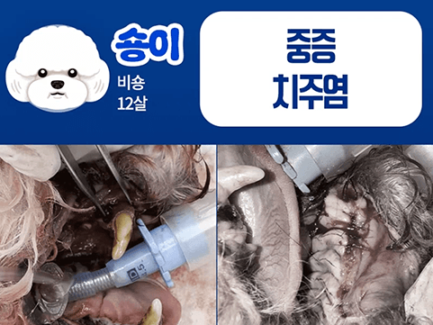 24시데이원동물의료센터 치과 치료케이스
