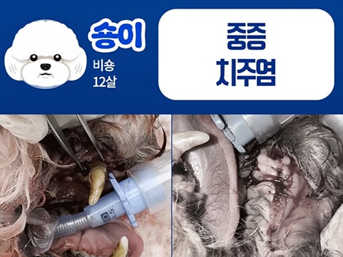 24시데이원동물의료센터 치과 치료케이스