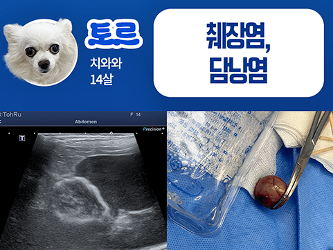 24시데이원동물의료센터 외과 치료케이스