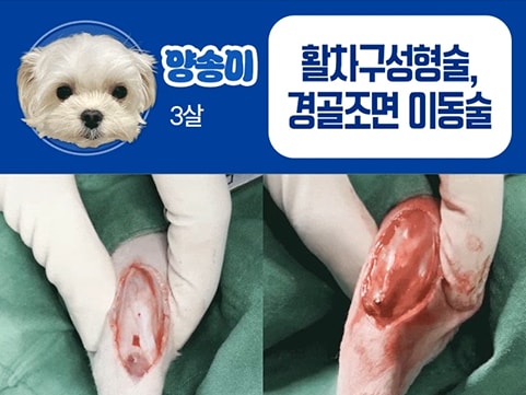 강아지 슬개골탈구 4기, 수술 없이 관리할 수 있을까?