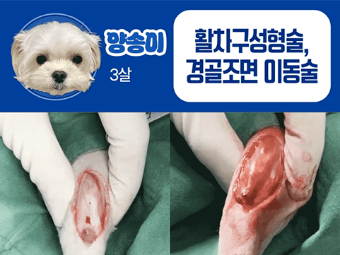 강아지 슬개골탈구 4기, 수술 없이 관리할 수 있을까?