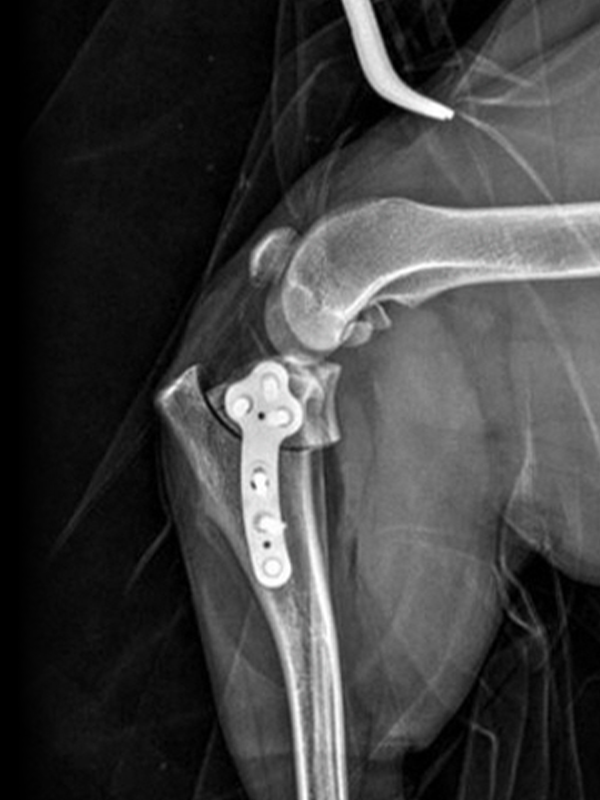 TPLO 수술 4